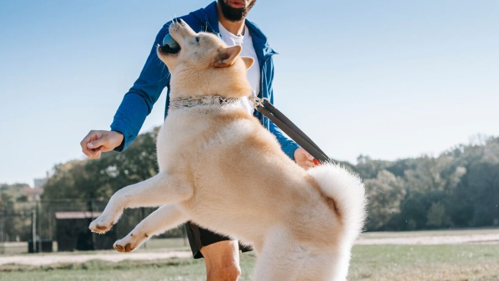 Cão Saudável e o Dono Feliz. Um tutor passeando e brincando, num parque, com o seu, da raça Akita.