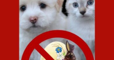 Chocolate faz mal para Gatos e Cães?