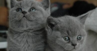 Como Cuidar de um Gato Filhote?