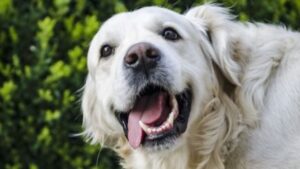 Como Escovar os Dentes do Cachorro?