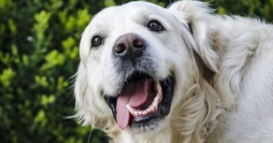 Como Escovar os Dentes do Cachorro?