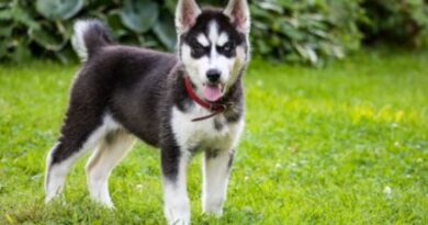 Como comprar seu primeiro Cão?