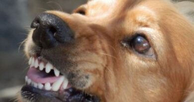 Comportamento Agressivo do Cão. Causas e Efeitos