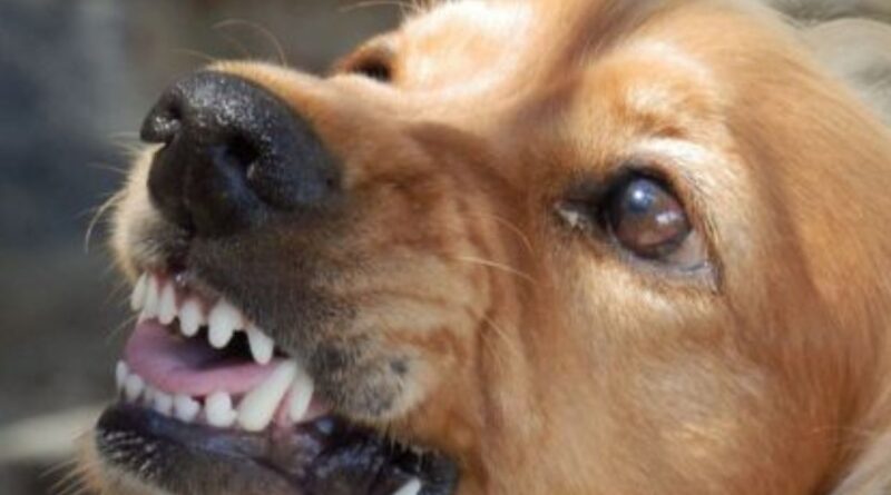 Comportamento Agressivo do Cão. Causas e Efeitos