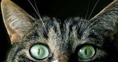 Curiosidades sobre os Gatos