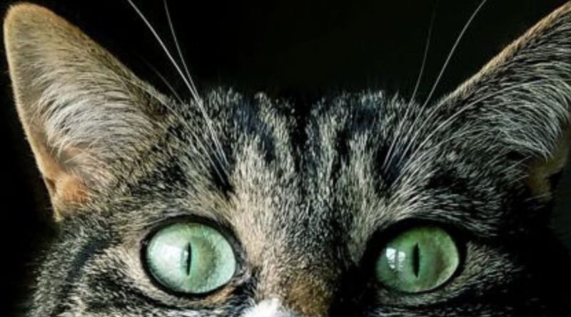 Curiosidades sobre os Gatos