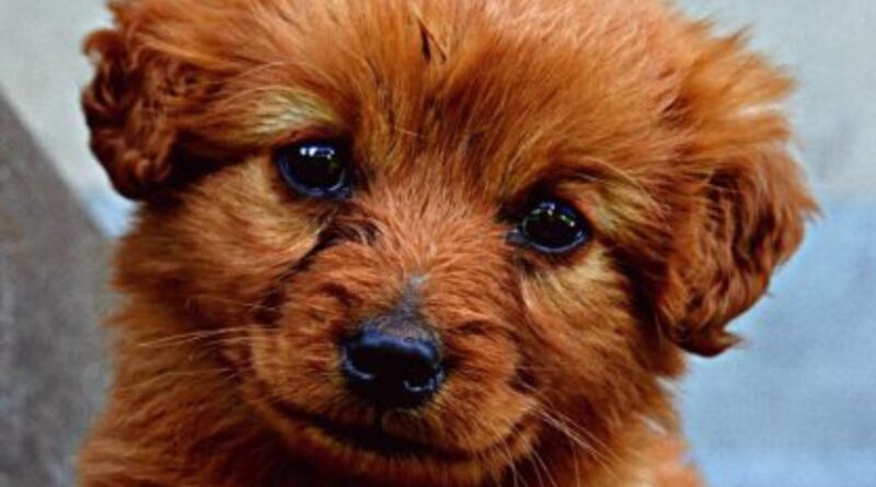 Filhote de Cachorro Estressado, Como Cuidar?