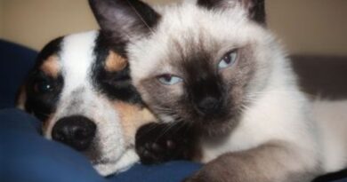 Gatos Gostam do Cão da Família?