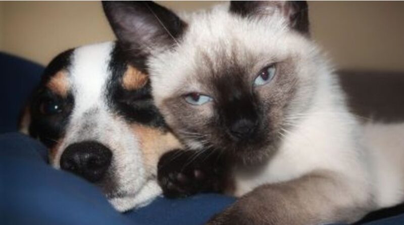 Gatos Gostam do Cão da Família?