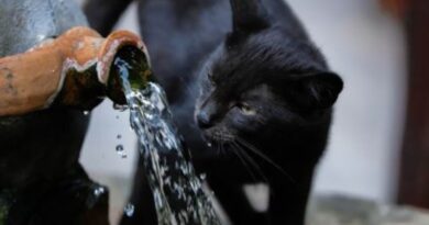 Gatos Preferem Beber Água Corrente?