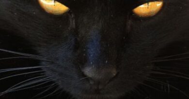 Gatos têm Hábitos Noturnos?