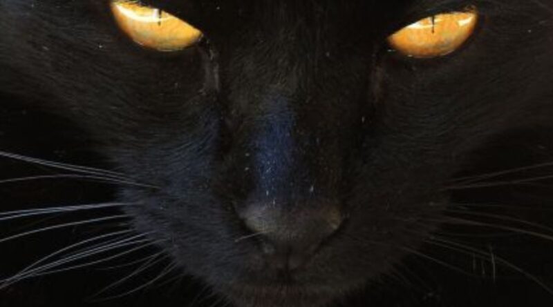 Gatos têm Hábitos Noturnos?