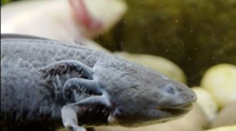 Monstro Aquático ou Peixe Axolote