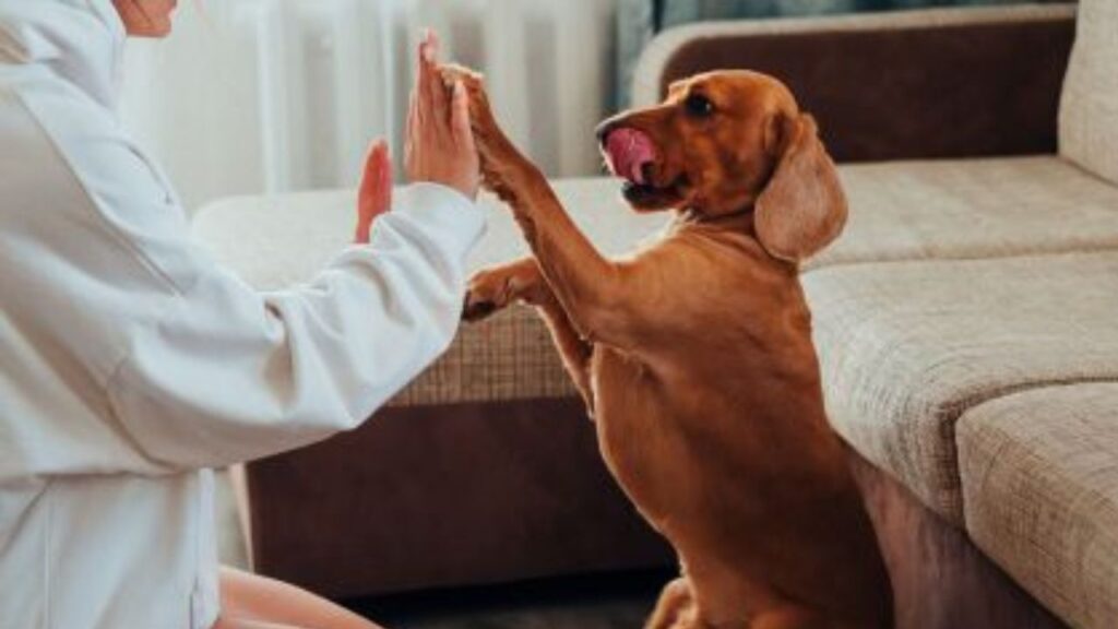 O Cão é o Melhor Amigo do Homem? Na imagem, uma tutora brincando de apoiar a palma da mão na palma da pata do seu cachorrinho.