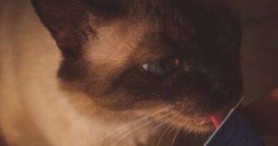 O que os Gatos Gostam de Fazer?