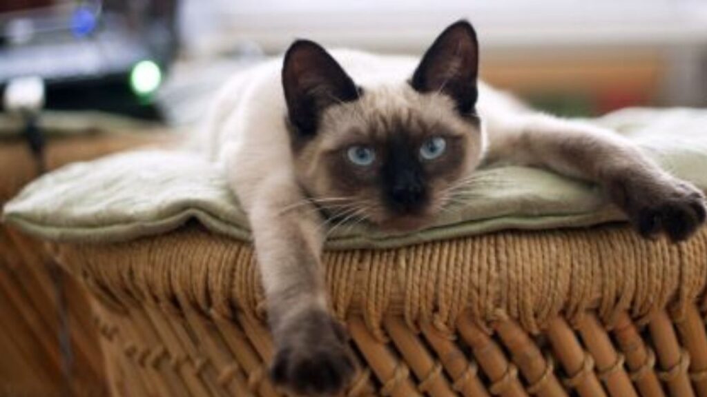 Os Gatos Gostam de Rotina? Na imagem, um gato da raça siamês, deitado olhando para frente, sobre uma almofada na cor bege, sobre uma mesinha com detalhes em barbante.