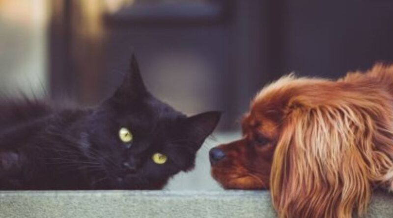 Por que os Gatos são Independentes