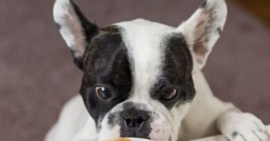 Qual Alimento para seu Filhote de Cachorro?