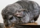 10 Curiosidades Sobre a Fofinha Chinchila