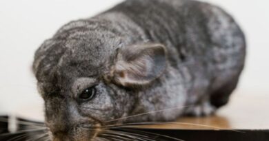 10 Curiosidades Sobre a Fofinha Chinchila