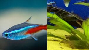 10 Curiosidades Sobre o Peixe Neon Tetra