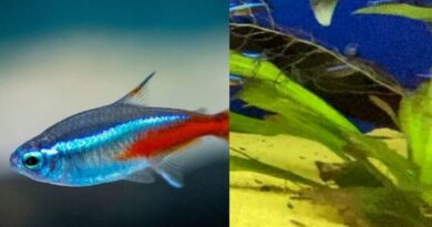 10 Curiosidades Sobre o Peixe Neon Tetra