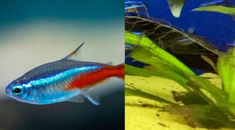 10 Curiosidades Sobre o Peixe Neon Tetra