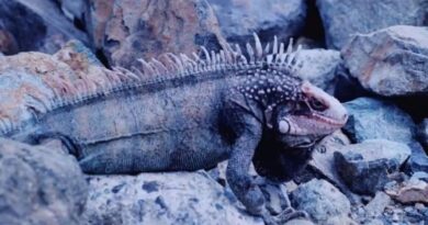 10 Curiosidades da Exótica Iguana