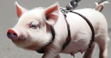 10 Curiosidades sobre os Mini Porcos