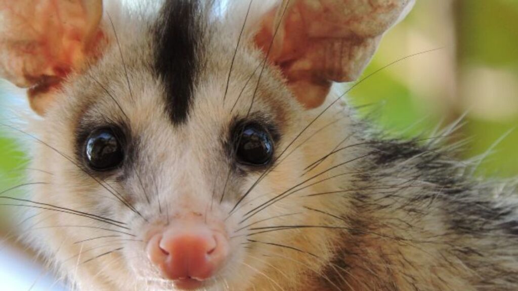 11 Curiosidades sobre o Gambá Domesticado. Na imagem, um gambá adulto, num galho de uma árvore, observando o seu observador.