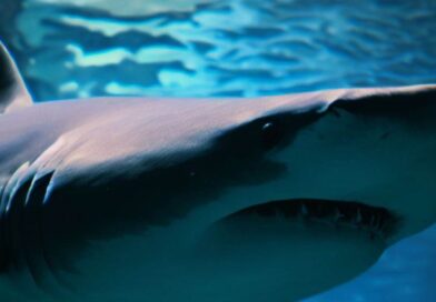 5 Curiosidades da Criação de Tubarões em Casa