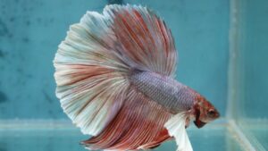 6 Curiosidades Sobre o Peixe Betta