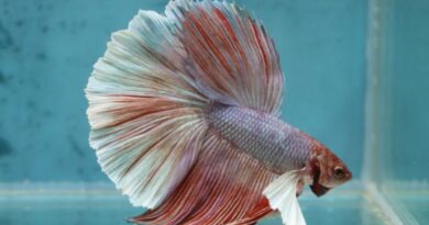 6 Curiosidades Sobre o Peixe Betta