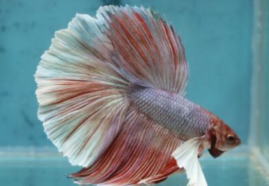 6 Curiosidades Sobre o Peixe Betta