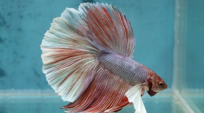 6 Curiosidades Sobre o Peixe Betta
