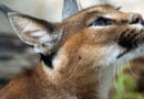 7 Curiosidades do Lince Caracal Africano Domesticado