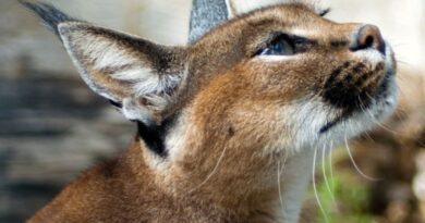7 Curiosidades do Lince Caracal Africano Domesticado