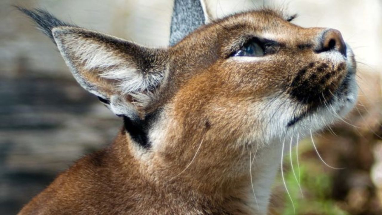 Caracal ou Lince-do-deserto  Aspeto, caracteristicas e habitat