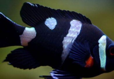 9 Curiosidades do Ocellaris ou Peixe-Palhaço