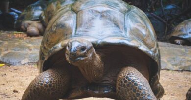 9 Curiosidades sobre o Réptil com Carapaça o Jabuti