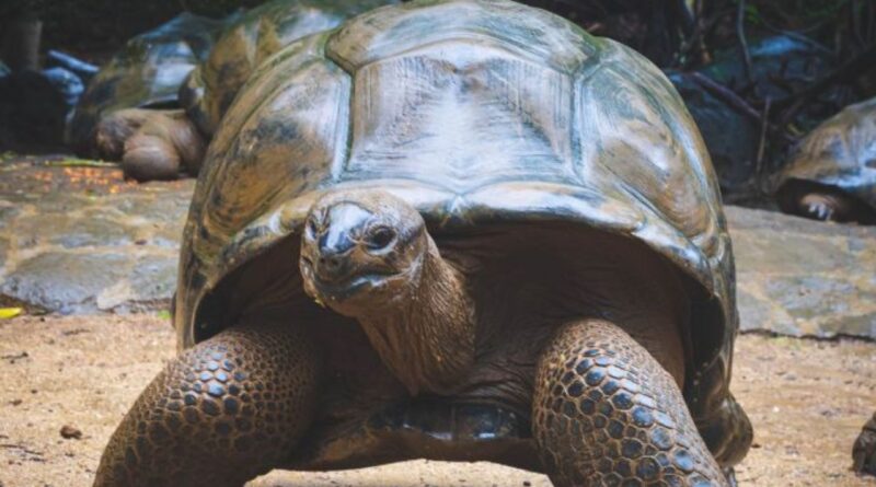 9 Curiosidades sobre o Réptil com Carapaça o Jabuti