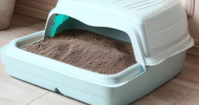 Quais os tipos de areia sanitária para o gato?