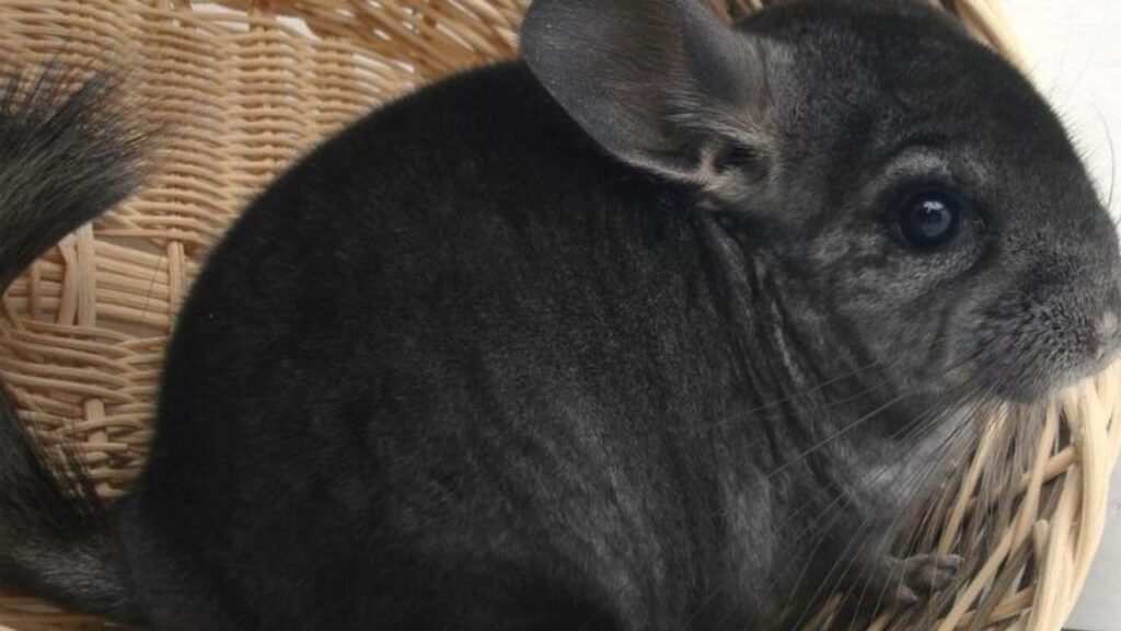 10 Curiosidades Sobre a Fofinha Chinchila. Na imagem, uma Chinchila, de pelagem na cor cinza-escuro, dentro da sua caminha, um cesto de vime.