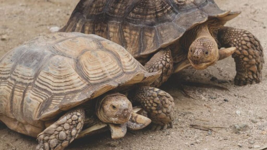 9 Curiosidades sobre o Réptil com Carapaça o Jabuti. Na imagem, dois Jabutis andando sobre a areia.