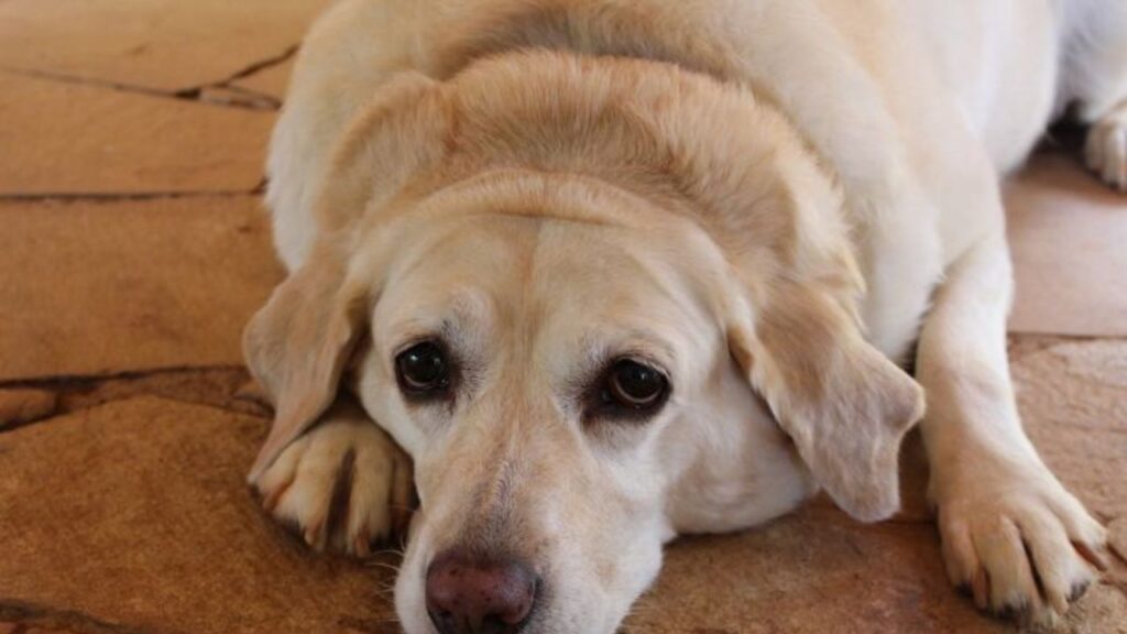 Como Evitar ter Cachorro Obeso? Na imagem, um cão da raça labrador, de pelagem na cor amarela, ele é bem obeso, está deitado no chão. Ele tem um olhar bem triste.