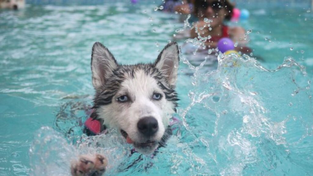 Como Treinar seu Cão para a Natação. Na imagem, um cão da raça Husky Siberiano, nadando na piscina com as crianças.