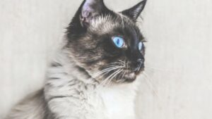 Como é a Personalidade do Gato?