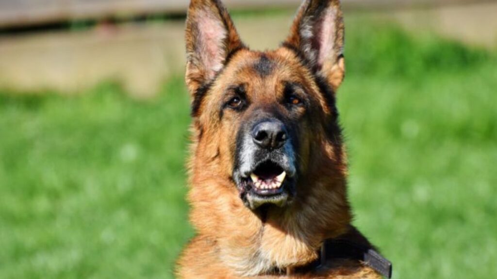 Comportamento Agressivo do Cão. Causas e Efeitos. Na imagem, em um gramado, um cão da raça pastor-alemão, com o olhar fixo e muito agressivo.