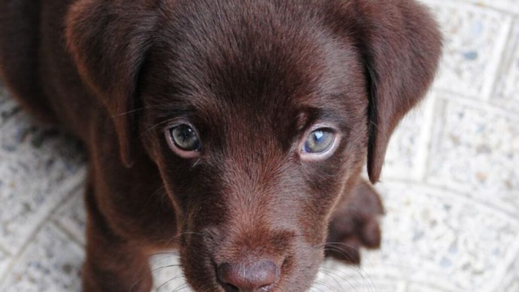 Filhote de Cachorro Estressado, Como Cuidar? Na imagem, um cachorrinho da raça labrador, de pelagem na cor chocolate e olhos-verdes, olhando ansioso e com medo.