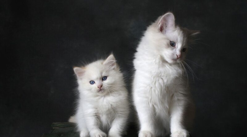 Gatos 9 Coisas Que Eles Detestam